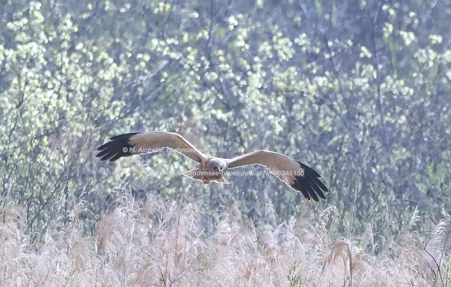 Naturfotografie - Manfred Aicheler -  Wasser- und Feuchtgebiete - Weißstorch