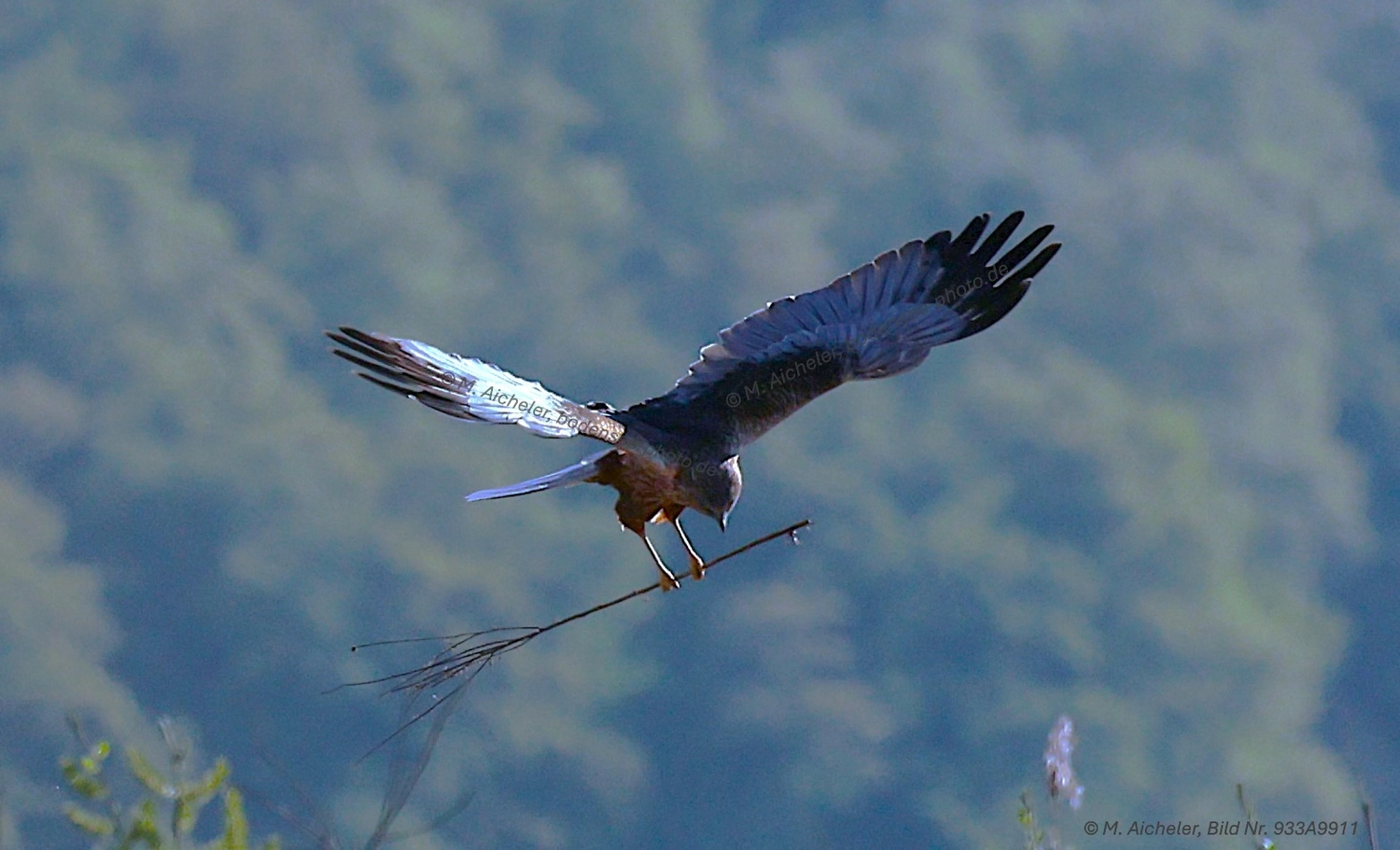 Naturfotografie - Manfred Aicheler -  Wasser- und Feuchtgebiete - Weißstorch