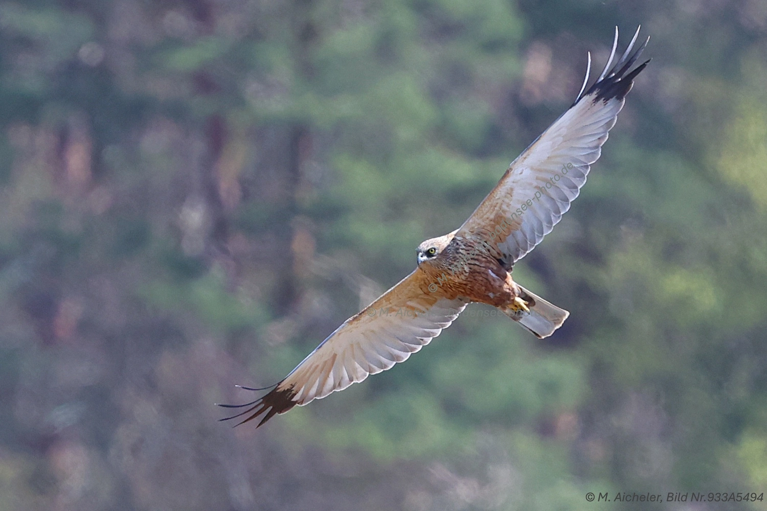 Naturfotografie - Manfred Aicheler -  Wasser- und Feuchtgebiete - Weißstorch