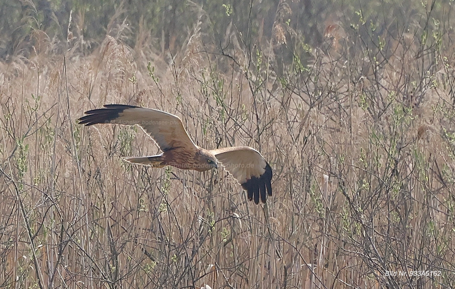 Naturfotografie - Manfred Aicheler -  Wasser- und Feuchtgebiete - Weißstorch
