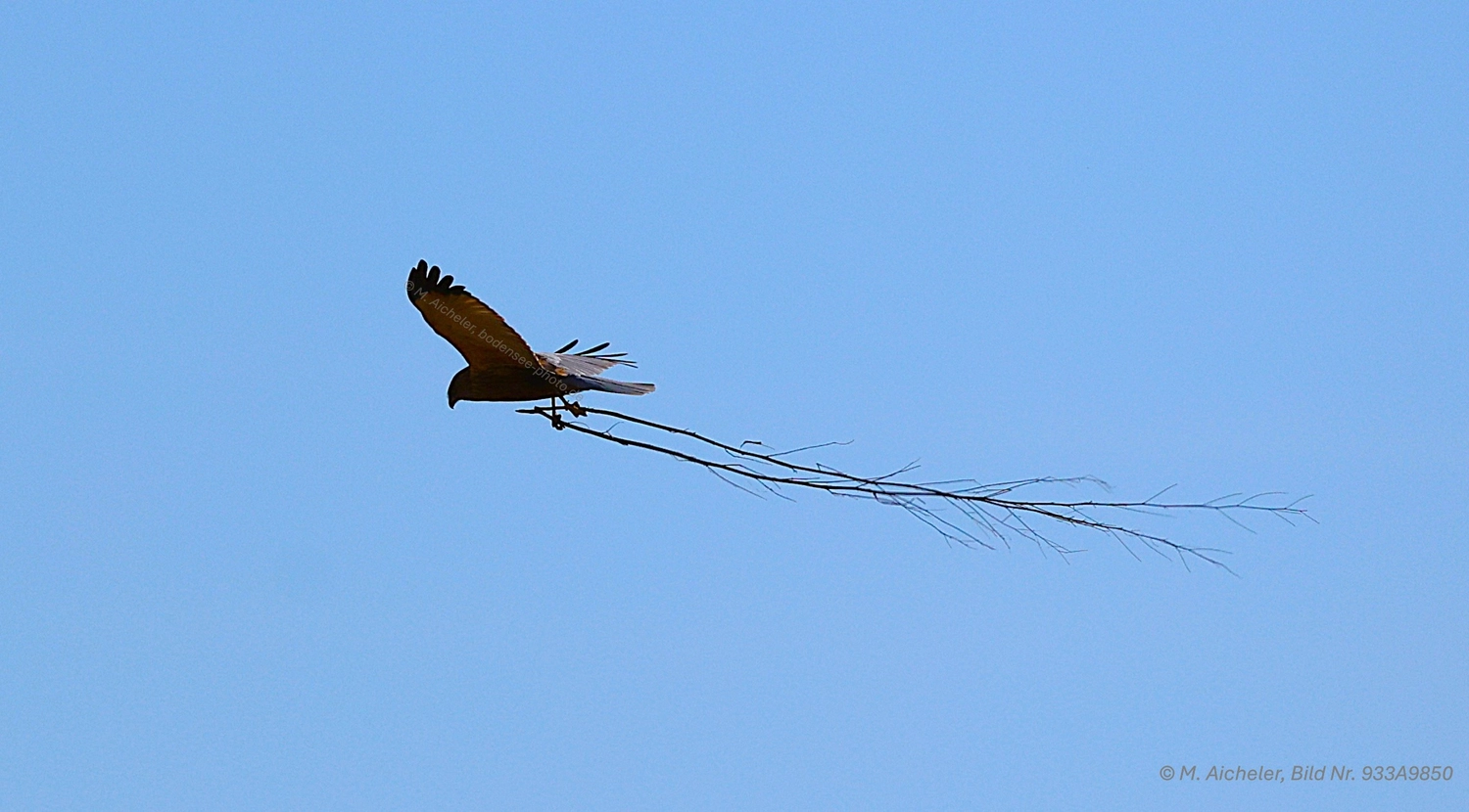 Naturfotografie - Manfred Aicheler -  Wasser- und Feuchtgebiete - Weißstorch