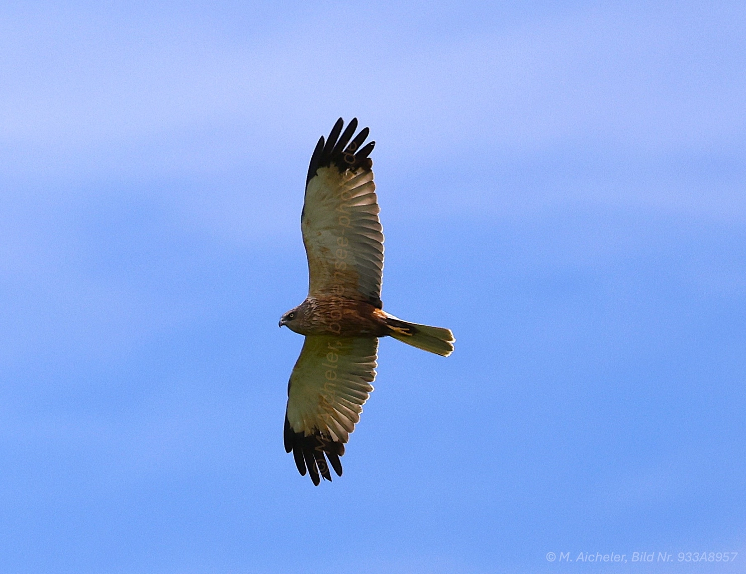 Naturfotografie - Manfred Aicheler -  Wasser- und Feuchtgebiete - Weißstorch
