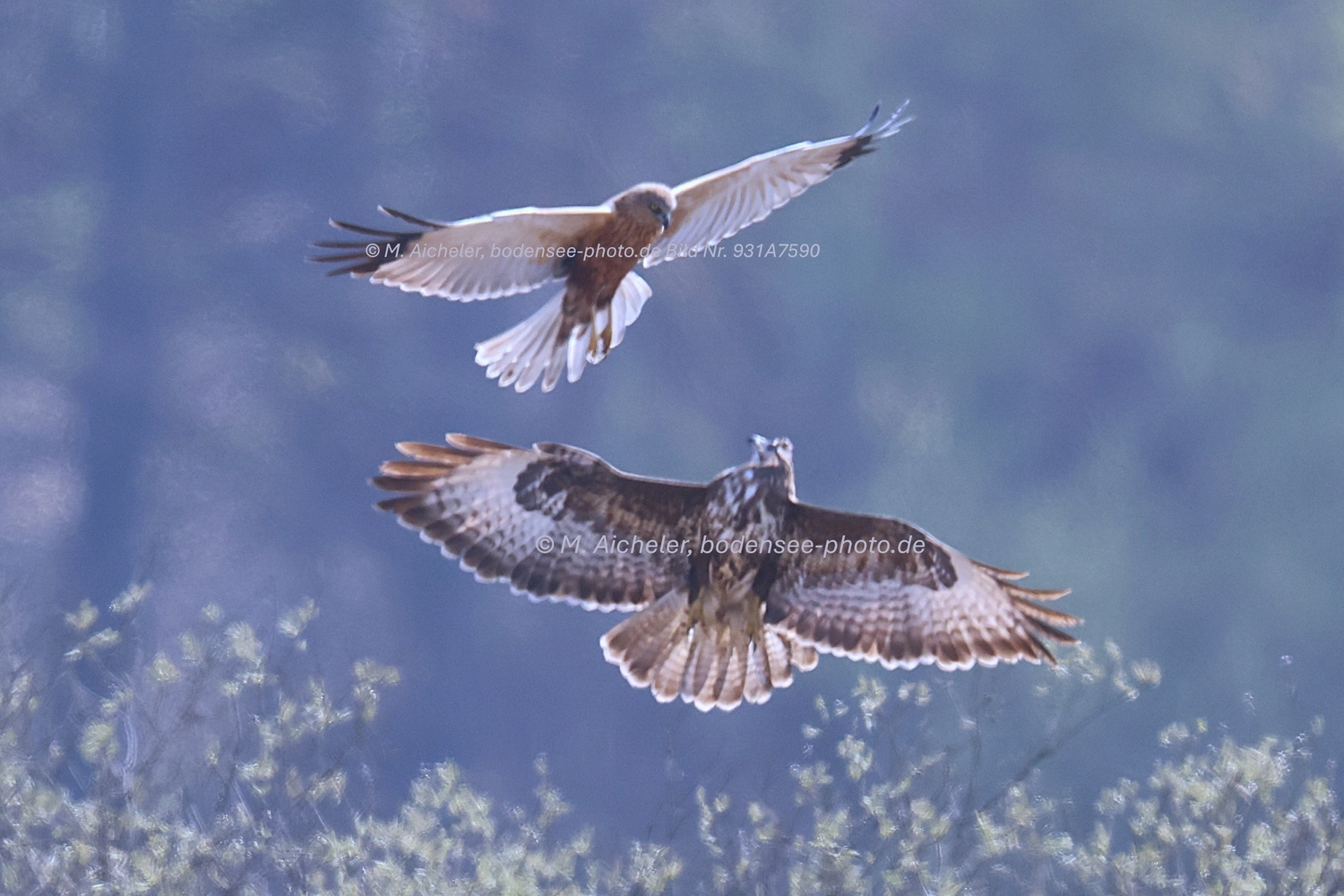 Naturfotografie - Manfred Aicheler -  Wasser- und Feuchtgebiete - Weißstorch