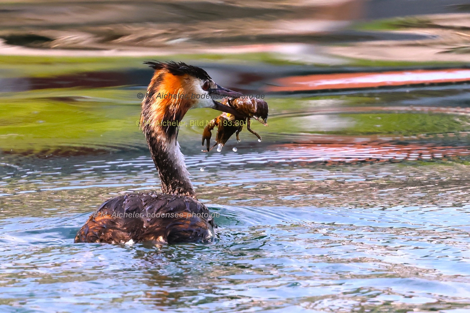 Naturfotografie - Manfred Aicheler -  Wasser- und Feuchtgebiete - Haubentaucher