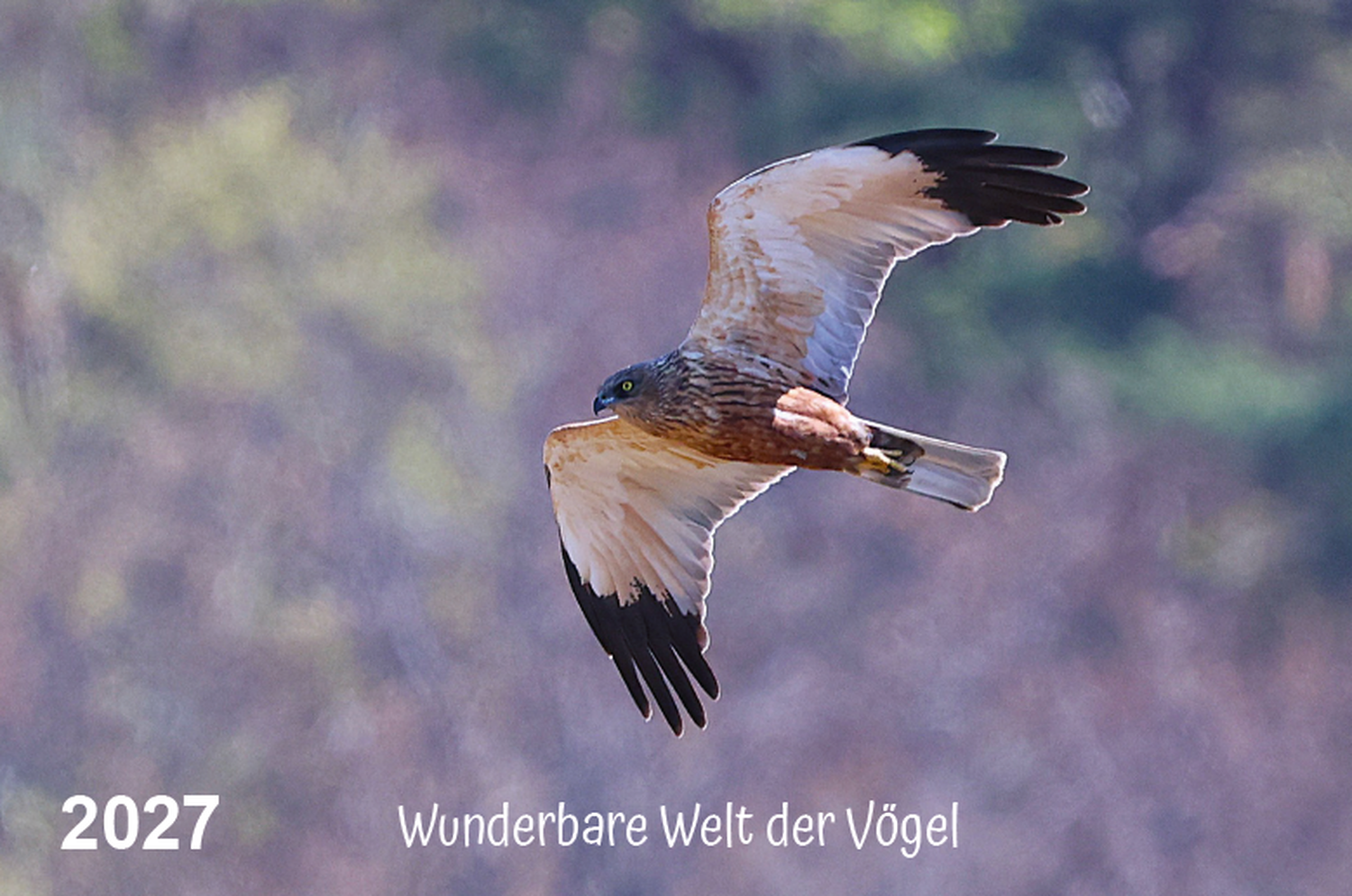 Naturfotografie - Manfred Aicheler - Wunderbare Welt der Vögel