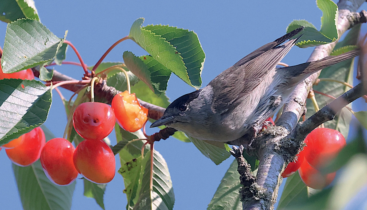 Naturfotografie - Manfred Aicheler - Natur am Bodensee